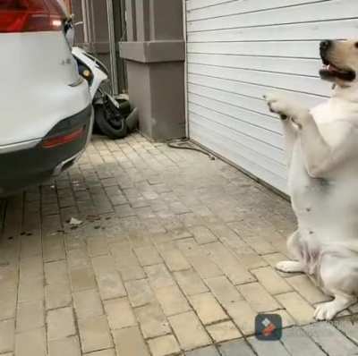 Nice barking job.