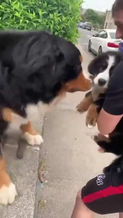This is a gentle giant Bernese discovering his new mini-me on the street. Immediate confusion: "Am I the puppy now?" Followed by pure joy. Every big dog needs a tiny chaos agent
