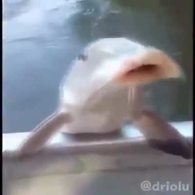 bonk