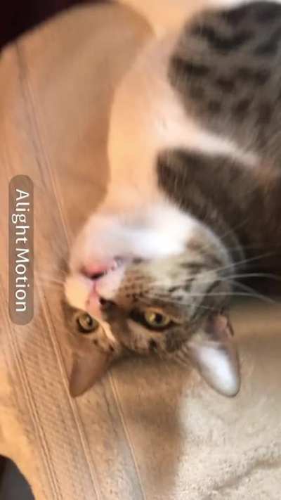 I made a silly edit of my silly kitty rate out of ten