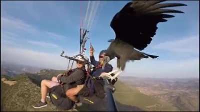 Selfie stick perch