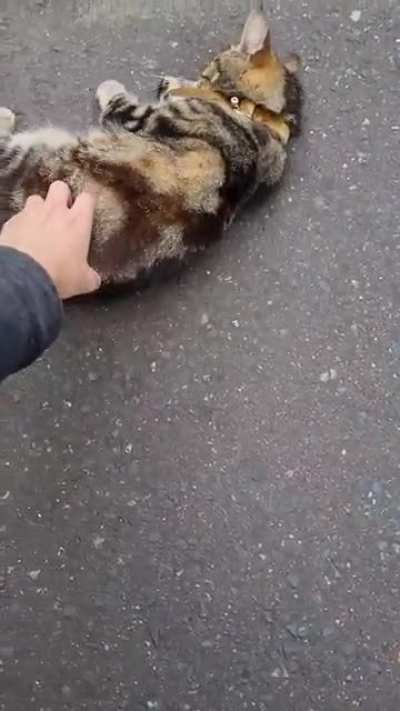 Met this (quiet) Chirper on my way home - plus bonus scritch footage