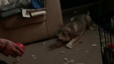 Woof