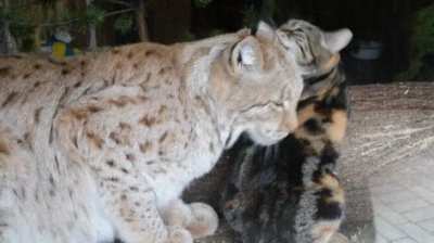 Cat broke into Lynx's cage and now they are best buds.