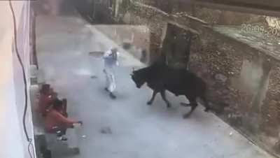 Old man looking for trouble with cow