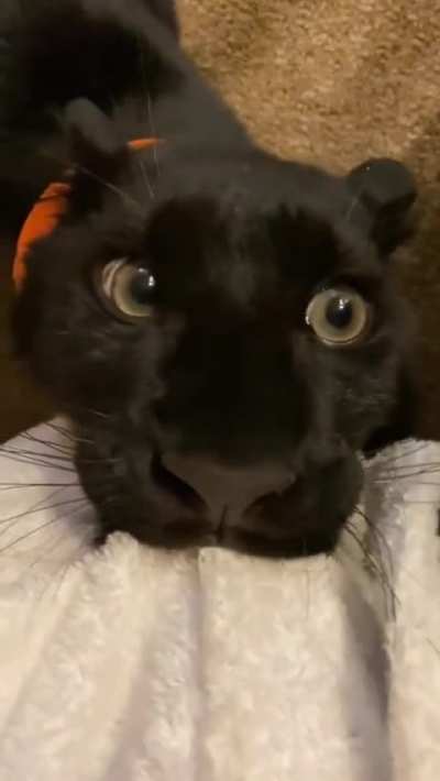 Those Eyes Tho