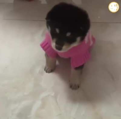 PuPpY FuCkiNg DiEs AfTeR PuT oN HeAvY CoMbAt ArMoR