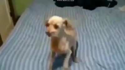 Amazing dog