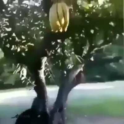 O ph quando come&ccedil;ar a receber banana sem parar