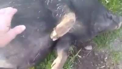 Fermented corn is one hell of a drug