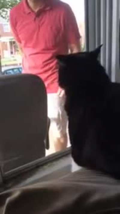 Cat sees his owner with a new dog