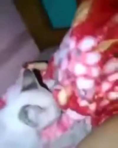 gato fia da puta