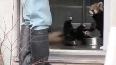 Red panda is big spooked