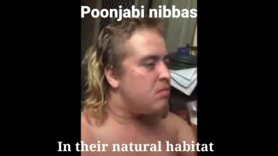 Auu kaddi peg Pug paa liya karin