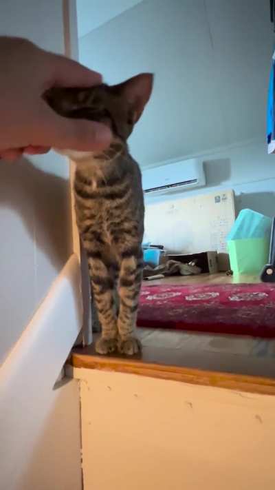 One smol ahh