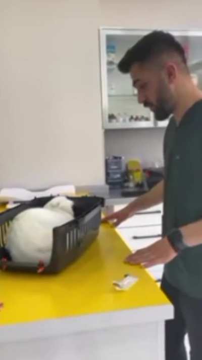 Poor cat