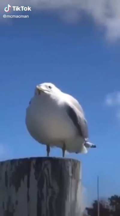 Skreegull
