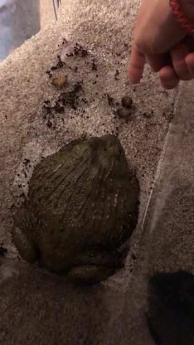 Frogbite