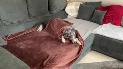 Homemade Pupurrito