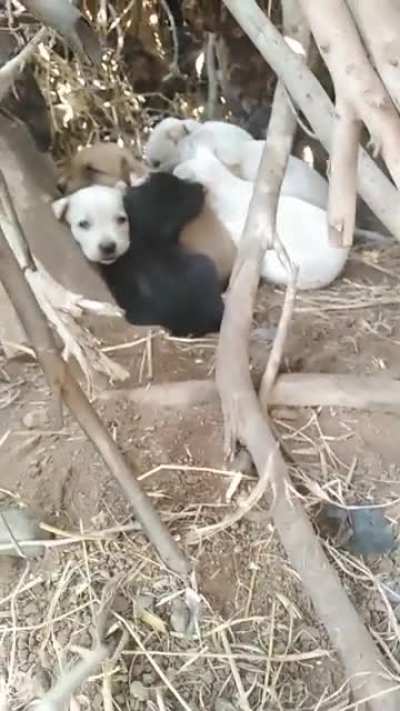 Estos perritos me dieron mucha felicidad, los extra&ntilde;o :(