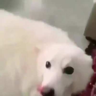 Perro waton