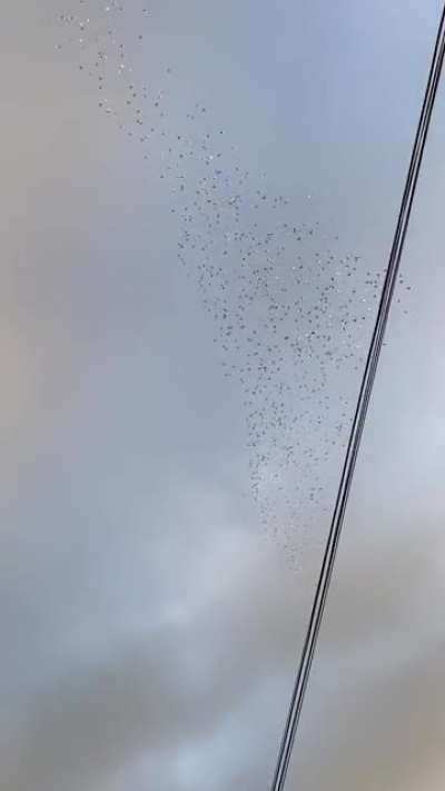 Expectation: Living where there are parrots everywhere must be magical! Reality : Morning! Here&rsquo;s your flock of screaming flying alarm clocks you didn&rsquo;t order.