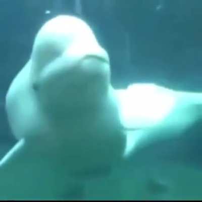 Beluga Whale goes ahh