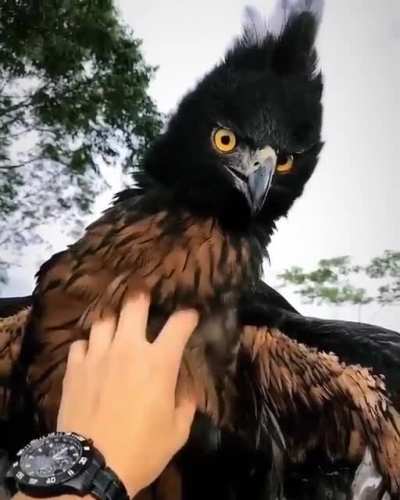 Touching the omen of death