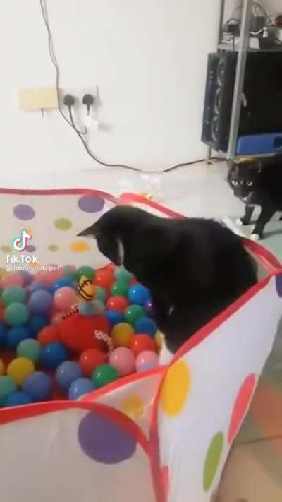 Cat doesn&rsquo;t like ball pit very much