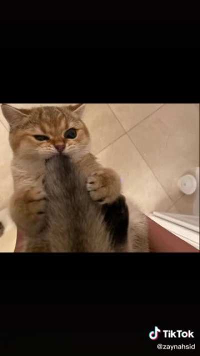 Did one of these a little while ago. Here&rsquo;s part 2 (again not my cat)