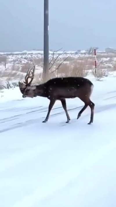 Deer. God.