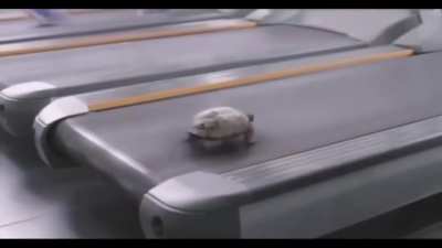 Tortuga
