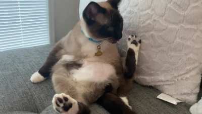 My very unprofessional office mate doing his best blep