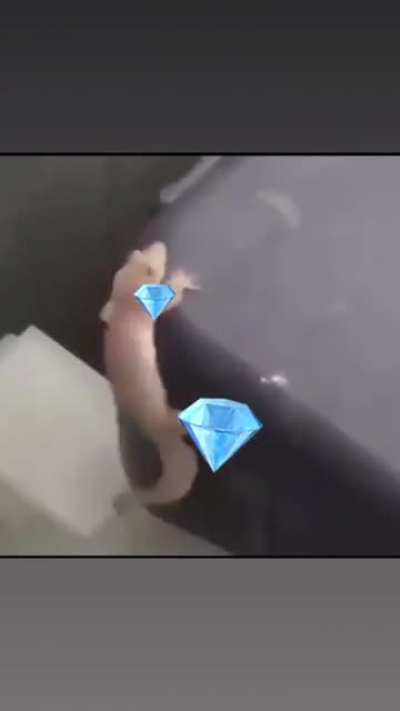 DIAMOND HANDS HOLDING ON TO THE GME ROCKET WHEN WE GO TO THE MOON
