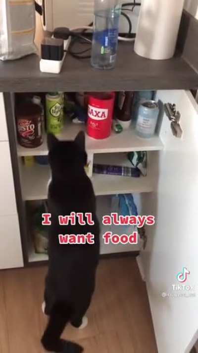 Any cat people on this sub? lol