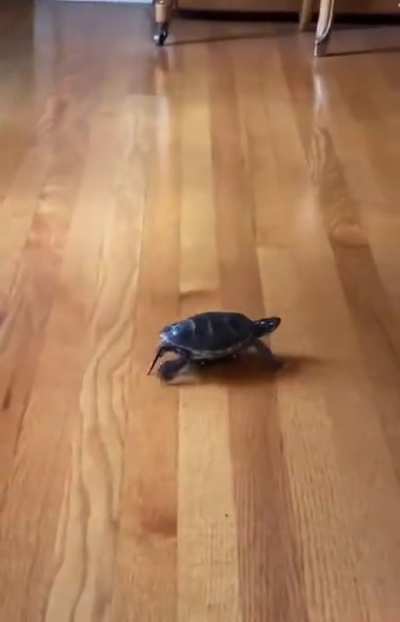 I am speed