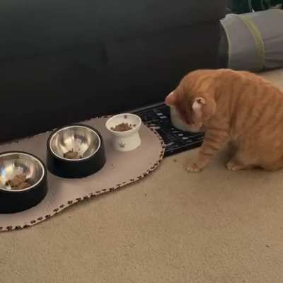 Shelter said Georgie was &ldquo;unadoptable&rdquo; because he is shy. He is simply a refined gentleman with particular manners who doesn&rsquo;t deign to come out and meet everyone.