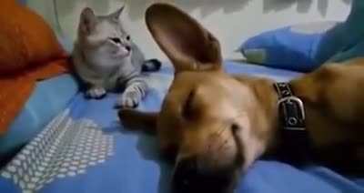 The cat beats the dog after he farted