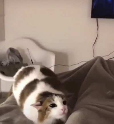 Charging up for a pounce