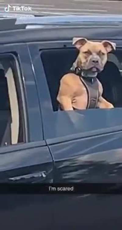 The beefiest dog knows he&rsquo;s alpha