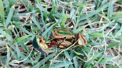"Dad, take a video of these green june bugs!"