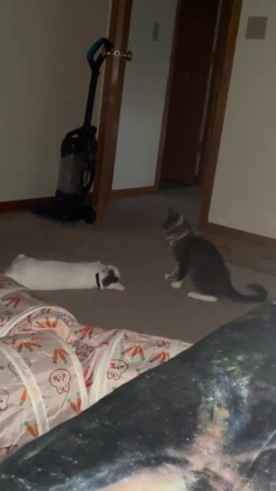 Getting concerned with my cats wrestling