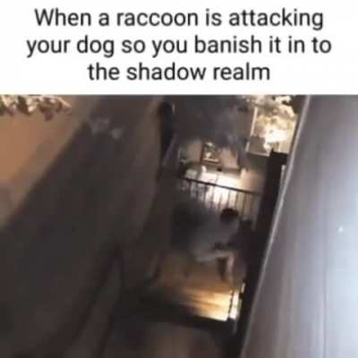 poor raccoon