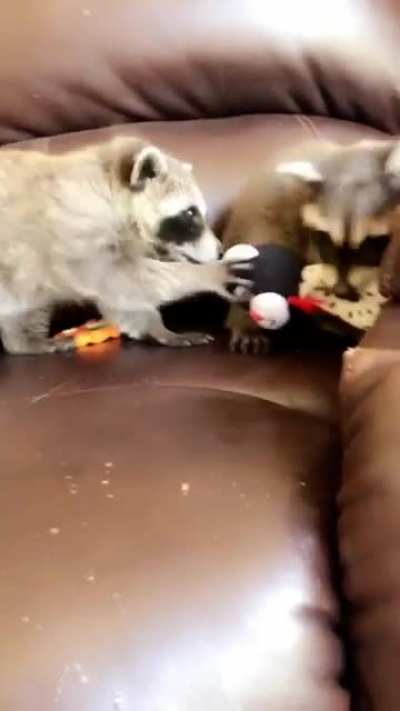 Sibling rivalry 🦝🦝 they&rsquo;re not actually from the same litter but they act like brother and sister.