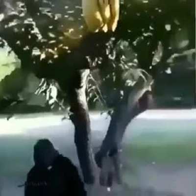 banana