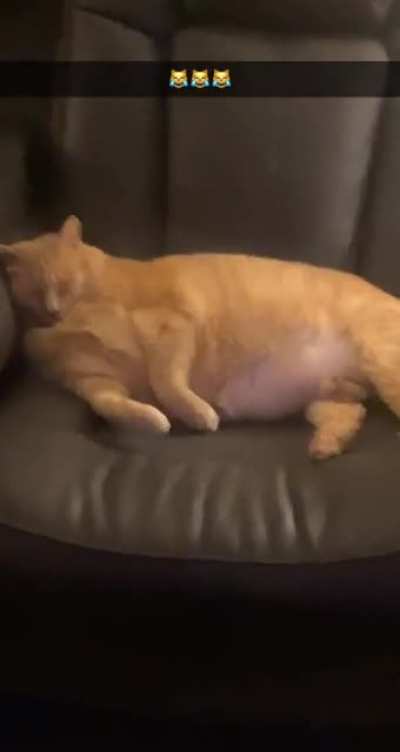 This is Big Bubs - my parents&rsquo; cat. Easily the chonkiest cat I&rsquo;ve ever seen in real life lol