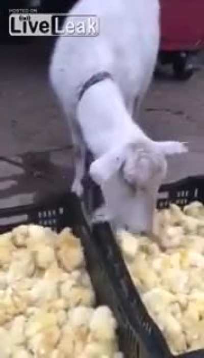 cursed_goatfeed
