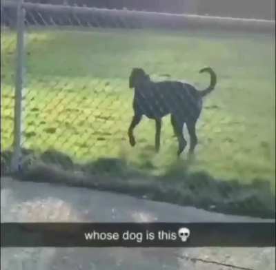 Bro discovered he could hold a bark