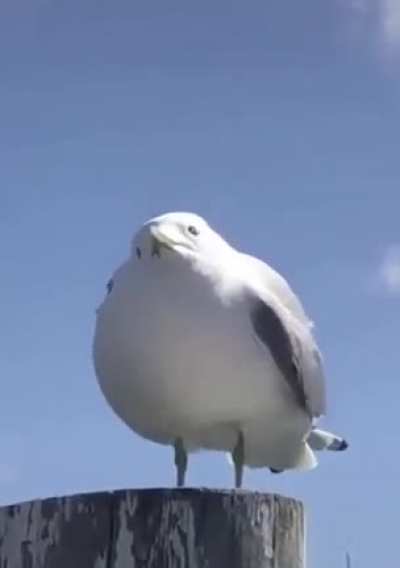 Don't know if it's a repost, new to this sub