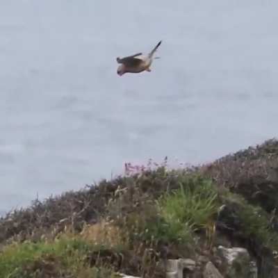 Bird at the edge of its flying zone !!